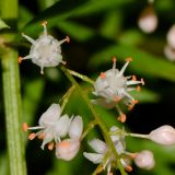 Asparagus densiflorus