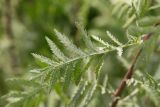 Tanacetum vulgare