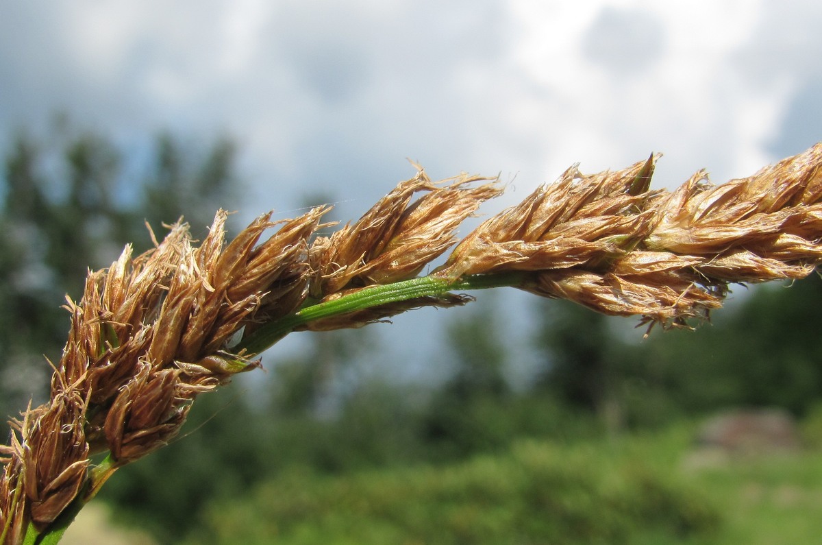 Изображение особи Carex paniculata.