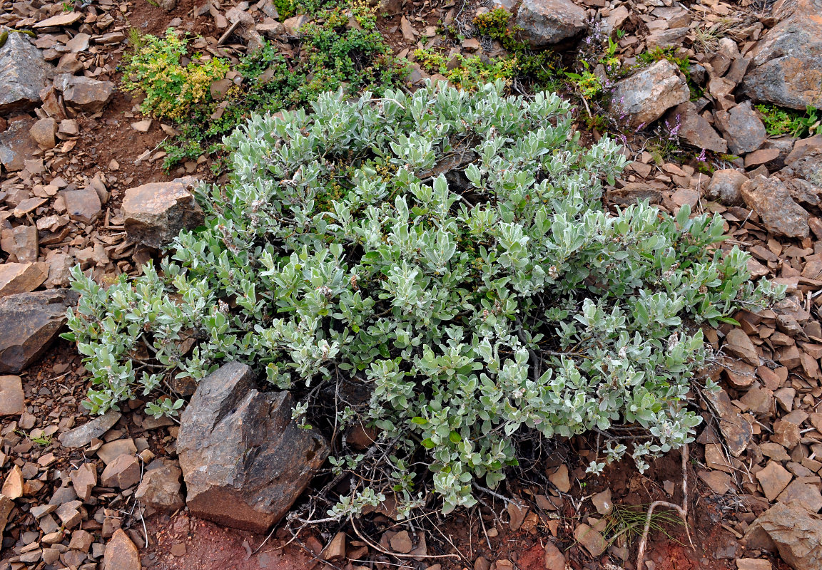 Image of Salix lanata specimen.