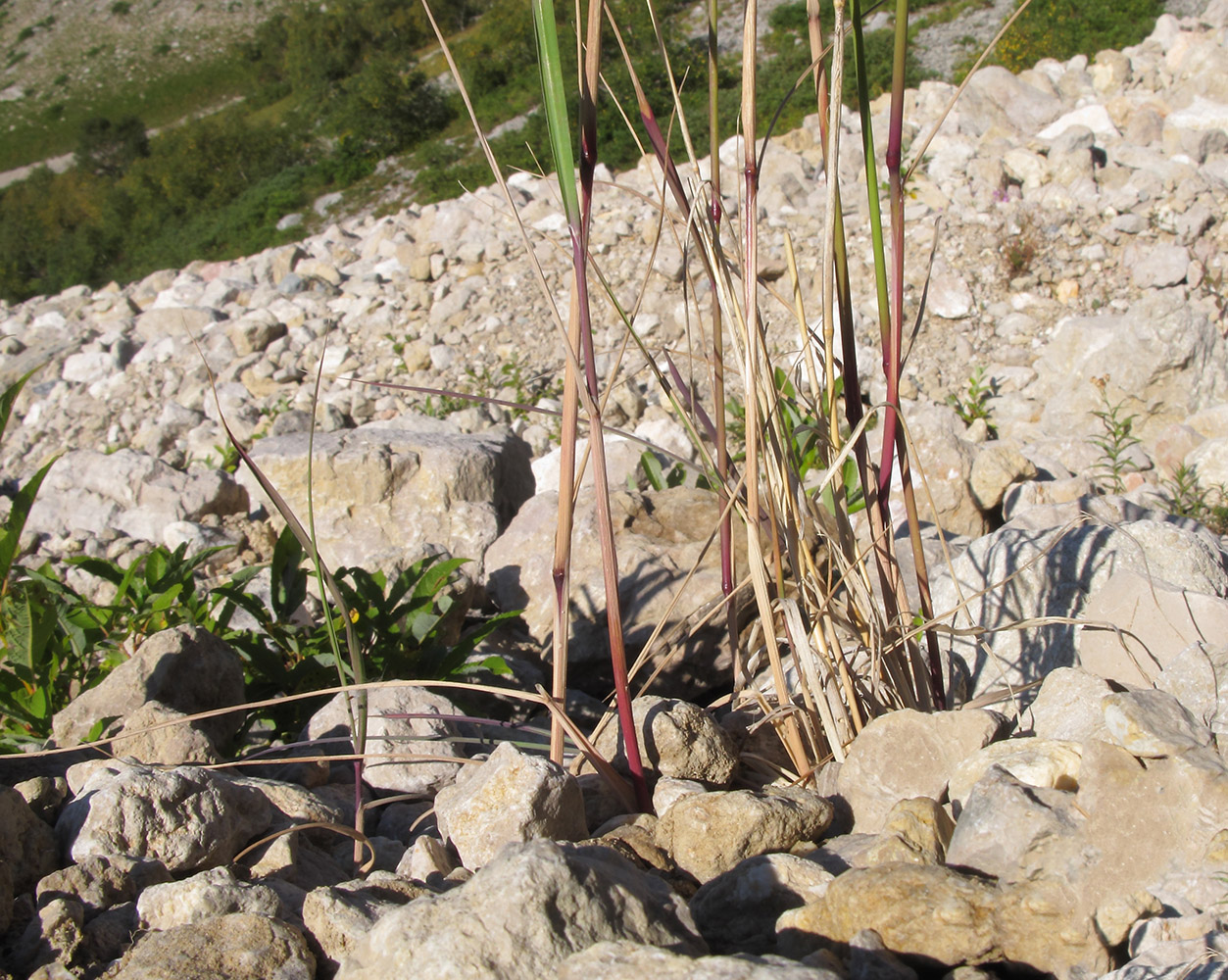 Изображение особи род Calamagrostis.