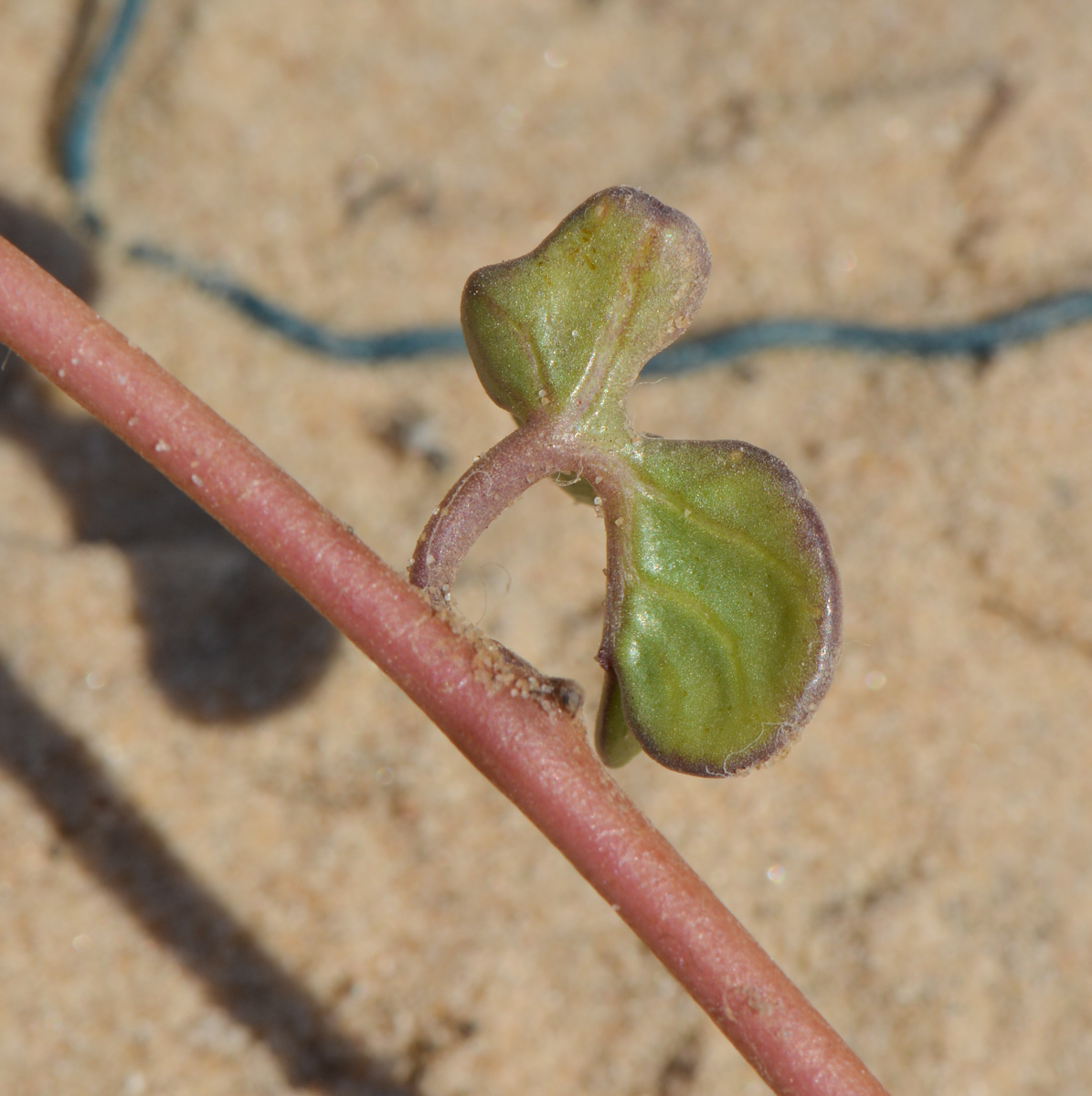 Image of Ipomoea imperati specimen.