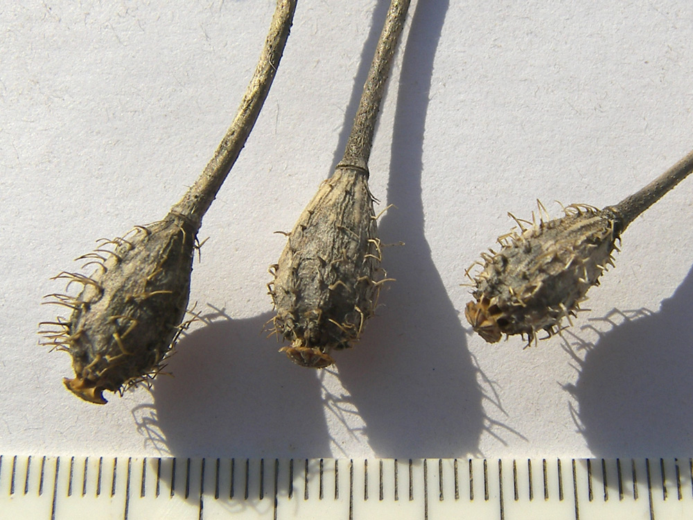 Image of Papaver hybridum specimen.