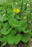 Doronicum orientale