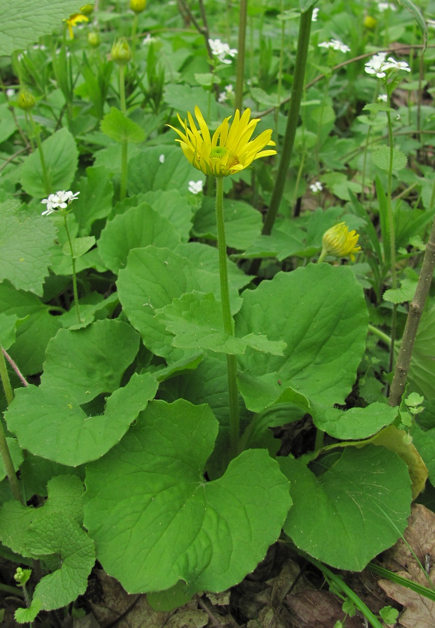 Изображение особи Doronicum orientale.