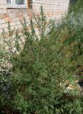 Bassia scoparia. Зацветающее растение. Хакасия, с. Аршаново, рудеральная растительная группировка у дома. 31.07.2016.
