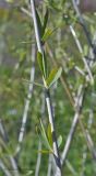 Salix ledebouriana
