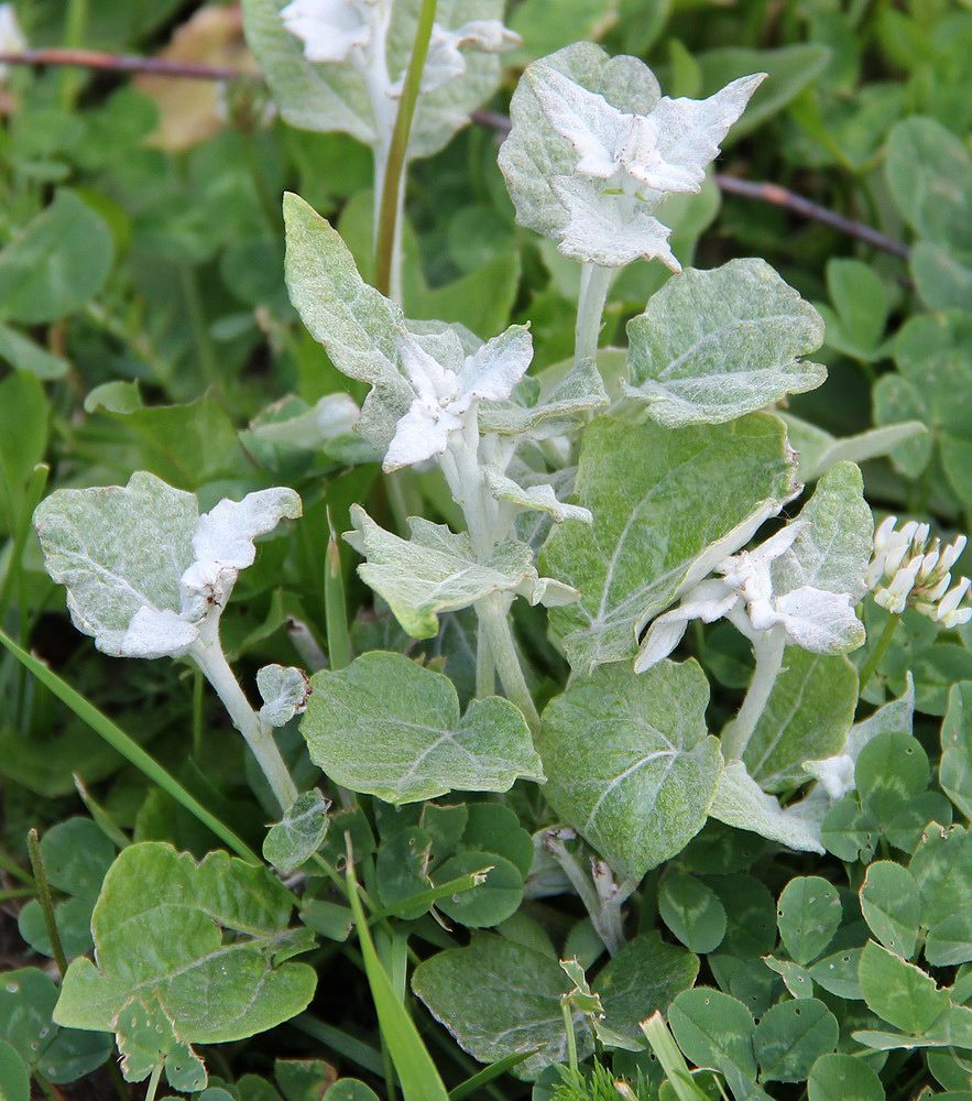 Image of Populus alba specimen.