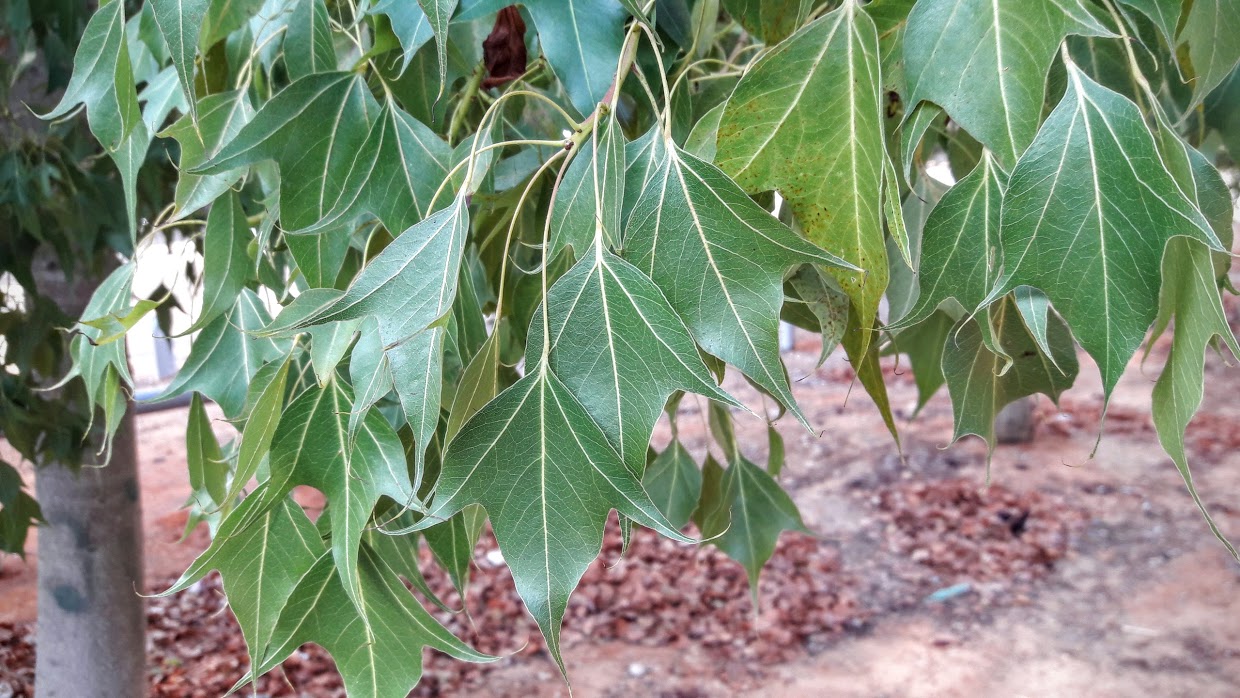 Изображение особи Brachychiton populneus.