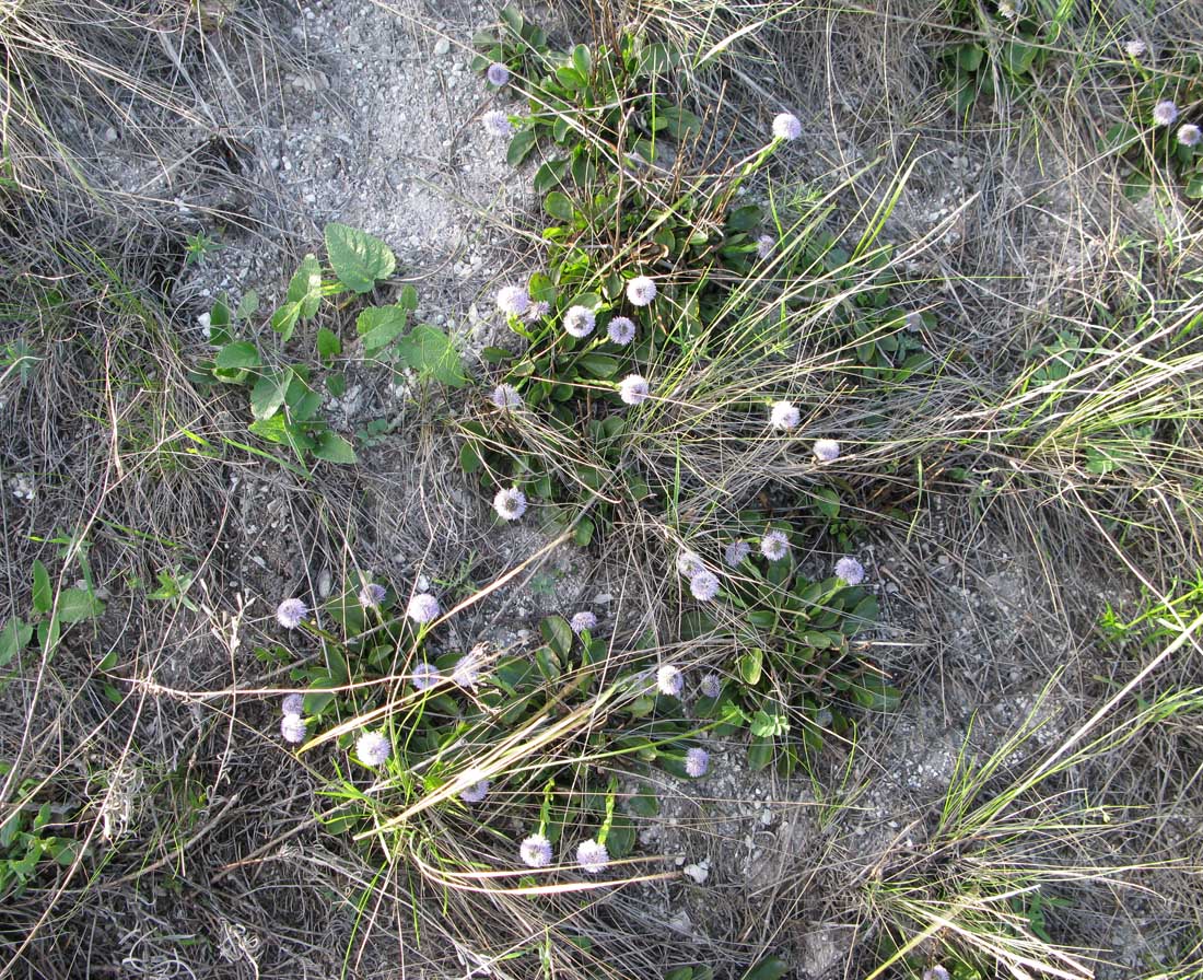 Image of Globularia bisnagarica specimen.