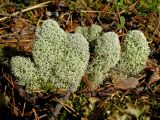 Cladonia stellaris. Слоевища. Пермский Край, Красновишерский р-н, долина р. Глухая Вильва, сосновый бор на высоком берегу. 29 мая 2010 г.