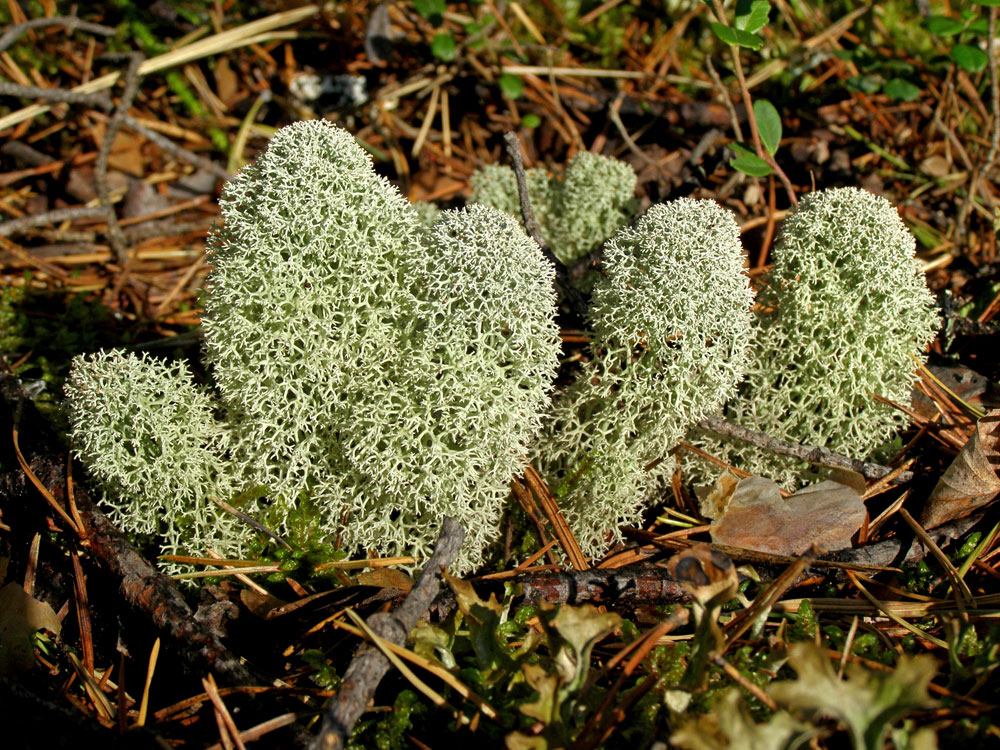 Image of Cladonia stellaris specimen.