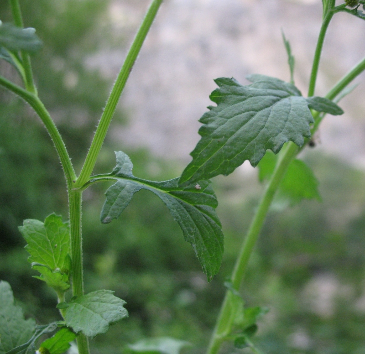 Image of Dichrocephala integrifolia specimen.