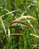 Carex acuta. Верхушка побега с соплодиями. Украина, г. Запорожье, о-в Хортица, южная часть острова, берег мелководного озера. 11.06.2016.