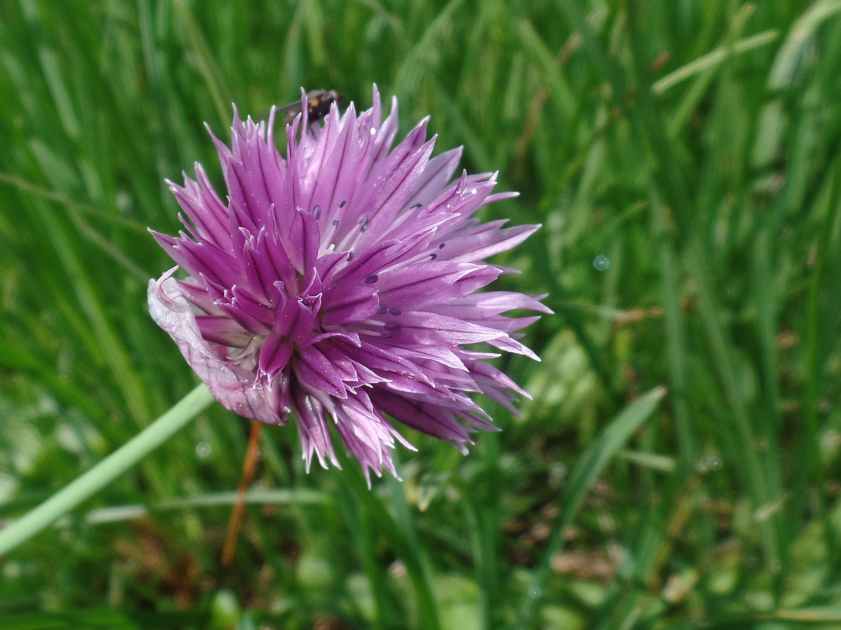 Изображение особи Allium schoenoprasum.