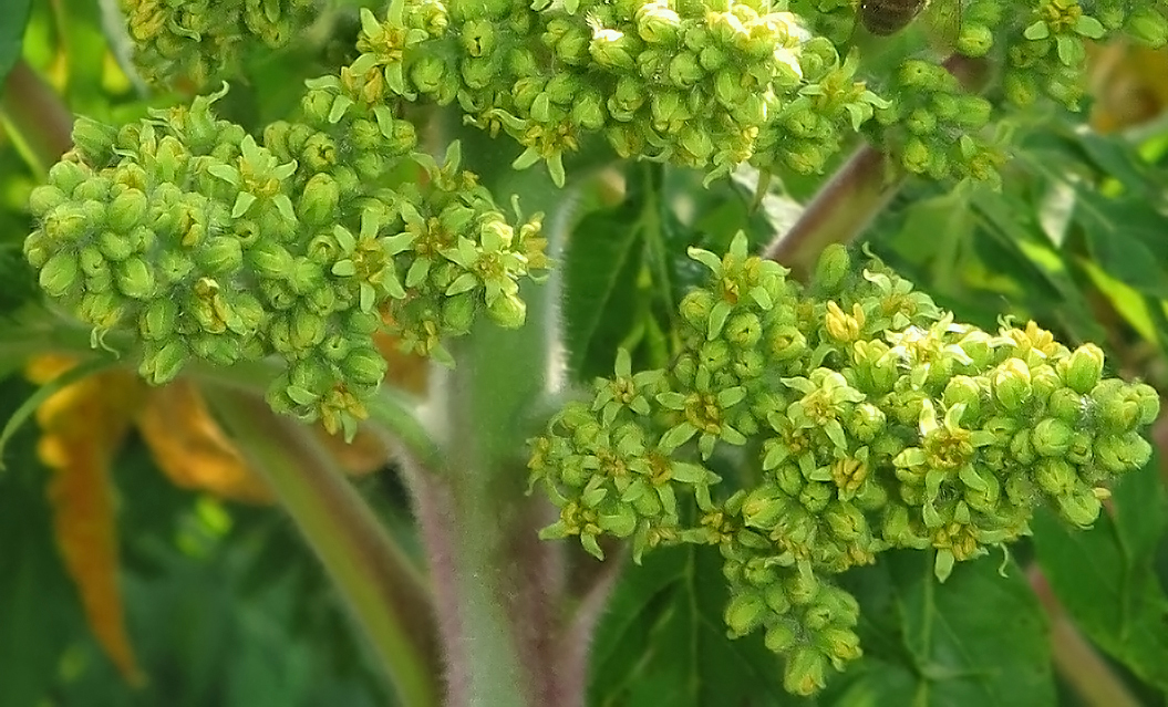 Изображение особи Rhus typhina f. dissecta.