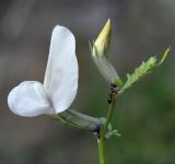 Vicia grandiflora