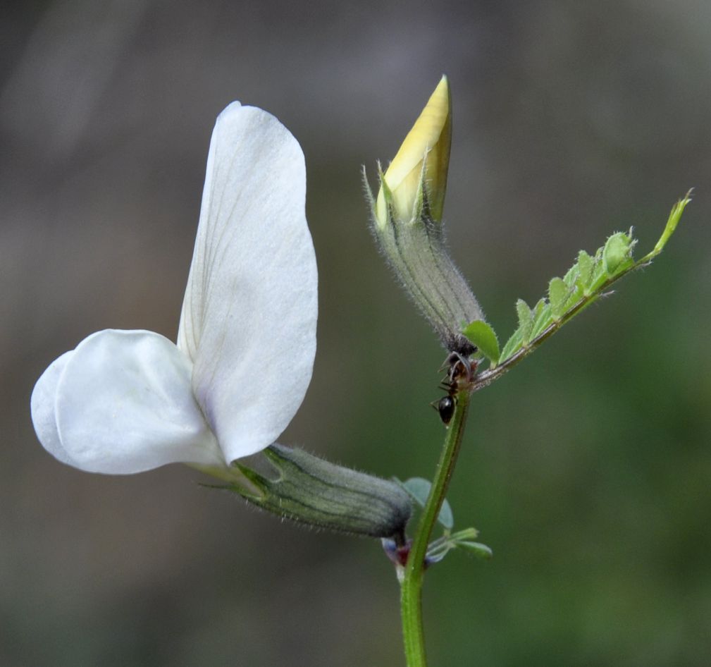 Image of Vicia grandiflora specimen.