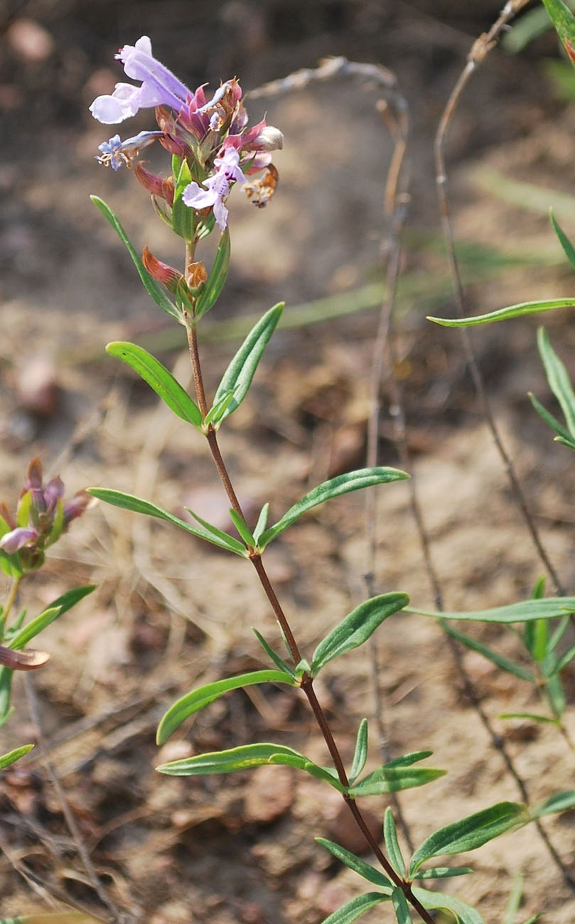 Изображение особи Dracocephalum integrifolium.