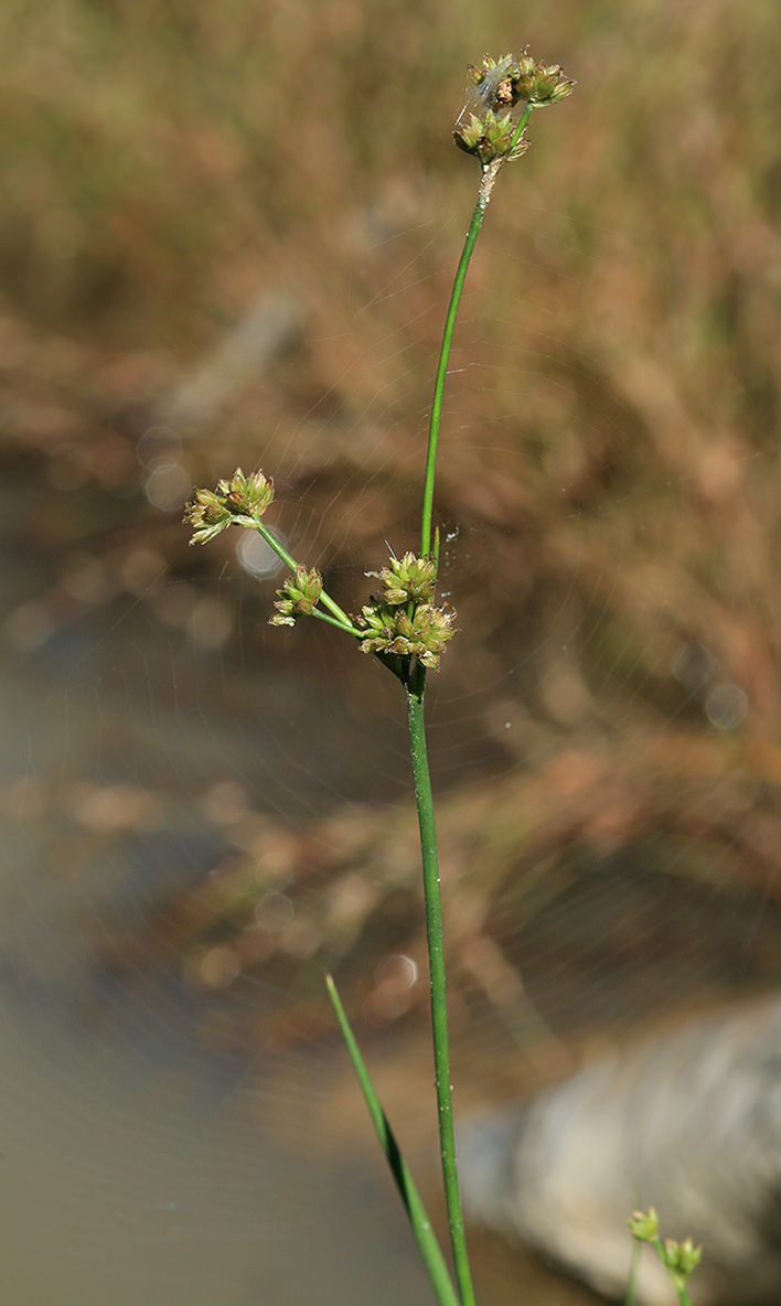 Изображение особи Juncus turczaninowii.