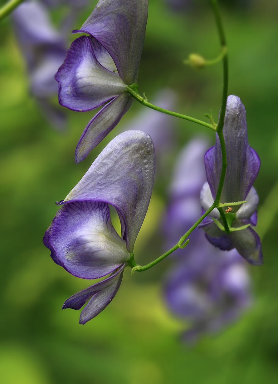 Изображение особи Aconitum sczukinii.