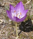 Colchicum bivonae