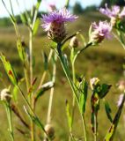 Centaurea jacea. Верхушка цветущего растения. Ульяновская обл., Инзенский р-н, окр. с. Валгуссы, сухой луг на открытом склоне. 5 августа 2016 г.