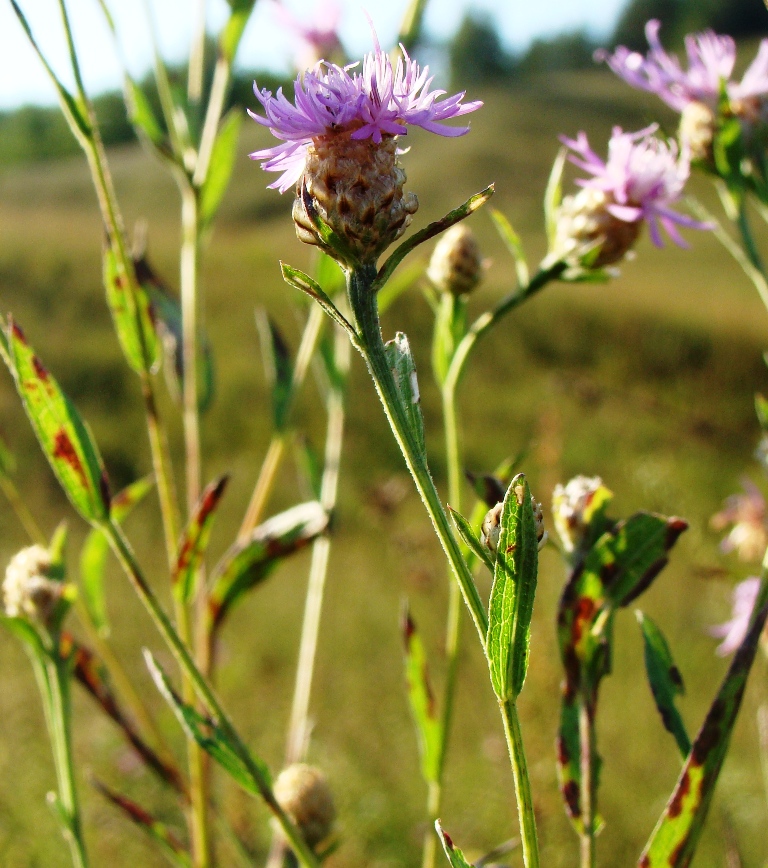 Изображение особи Centaurea jacea.