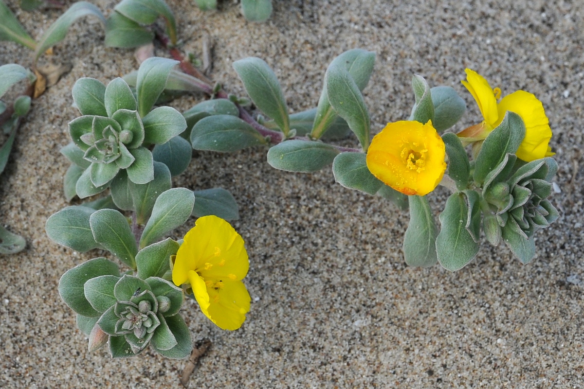 Image of Camissoniopsis cheiranthifolia specimen.