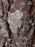 Lecanora allophana