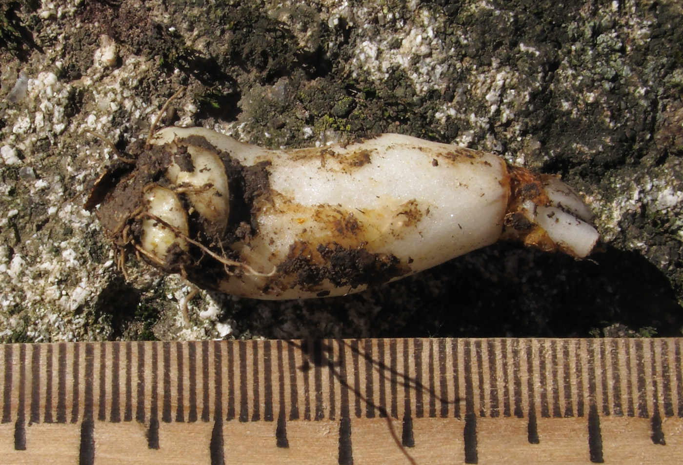 Image of Erythronium caucasicum specimen.