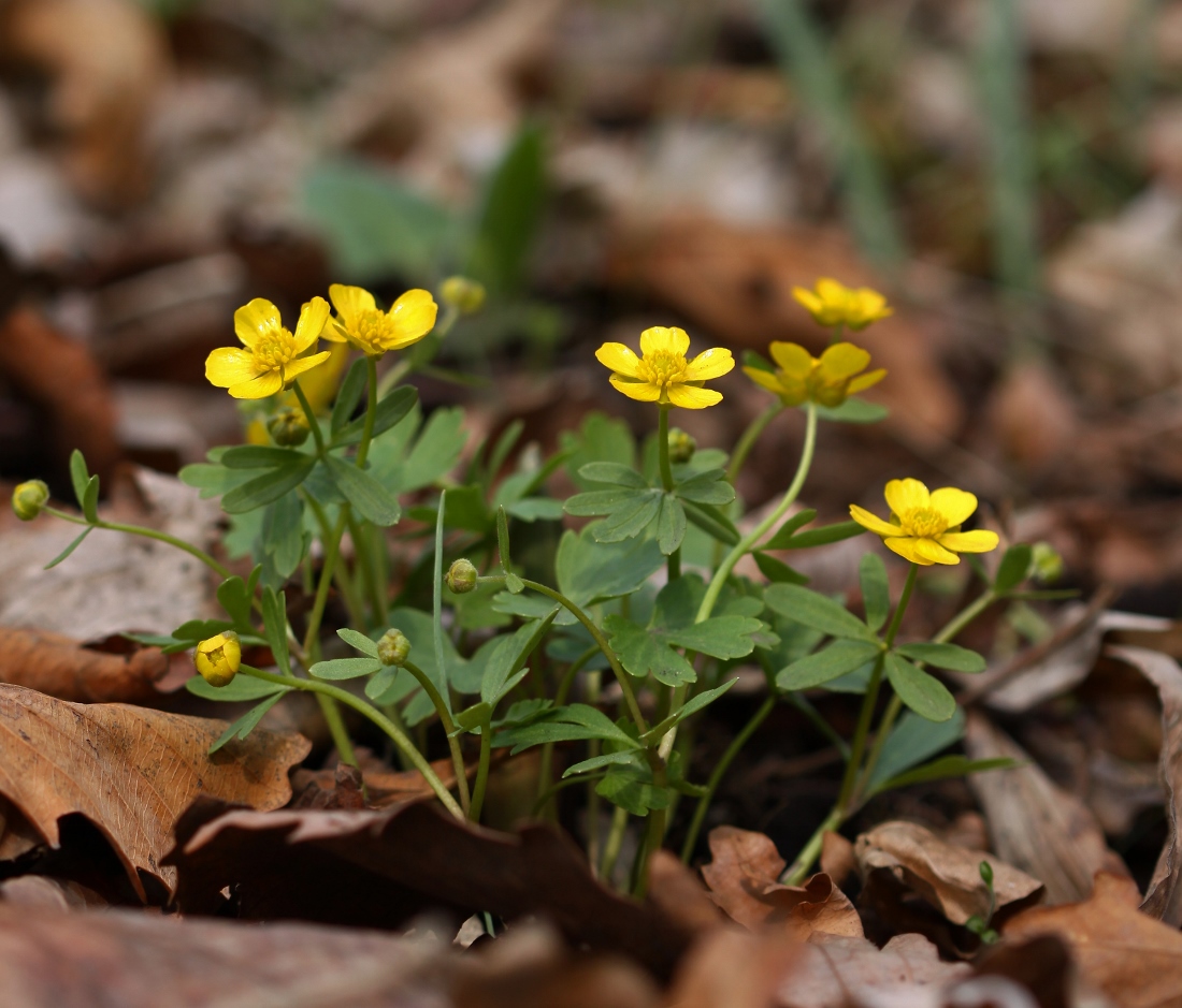 Изображение особи Ranunculus franchetii.