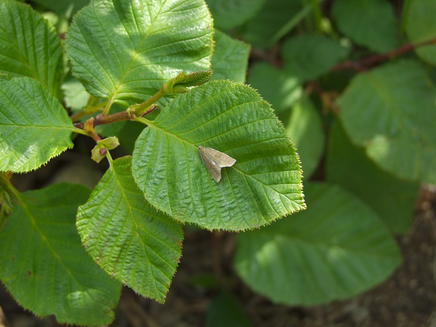 Изображение особи Duschekia fruticosa.