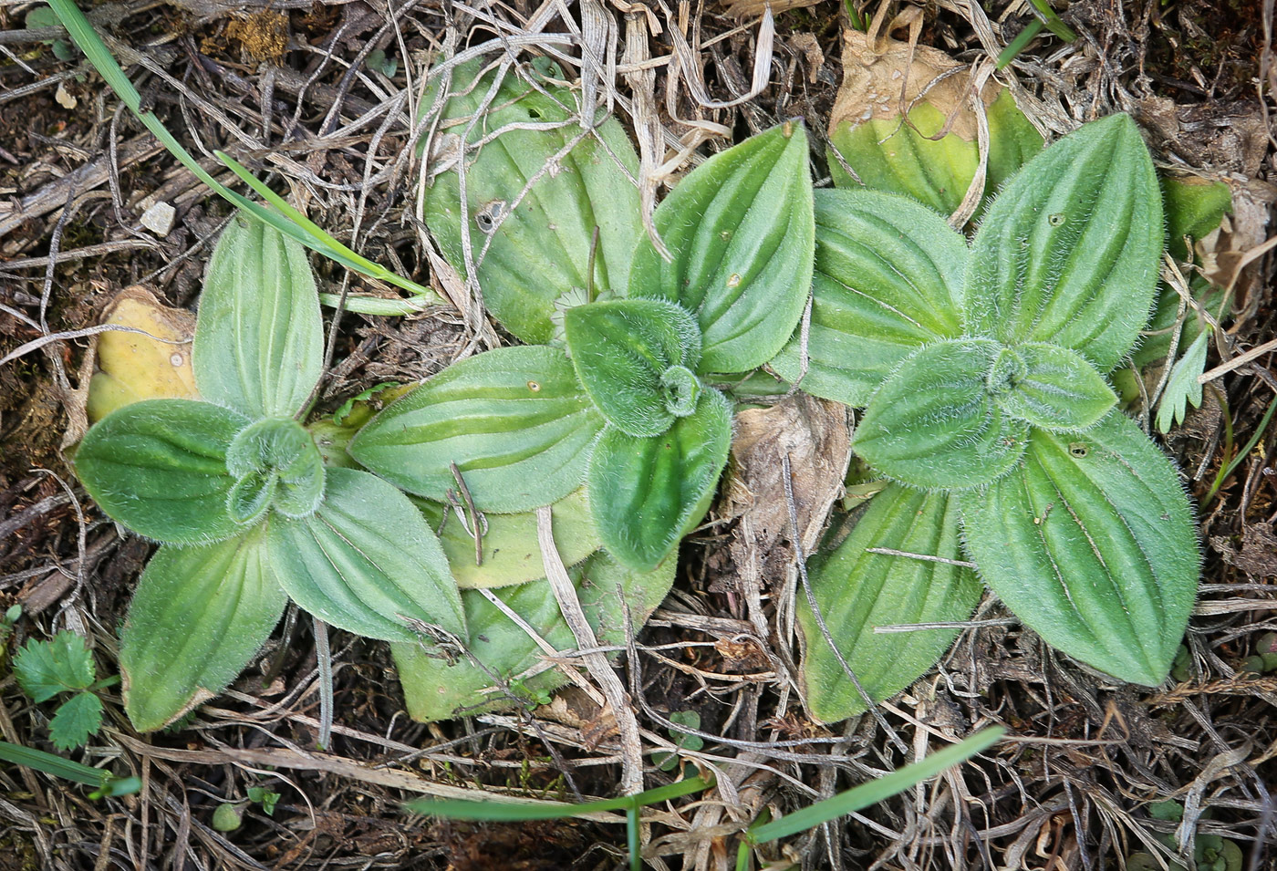 Изображение особи Plantago media.