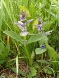 Ajuga genevensis. Цветущие растения. Украина, Запорожский р-н, Дурная балка, разнотравная степь. 13.05.2017.