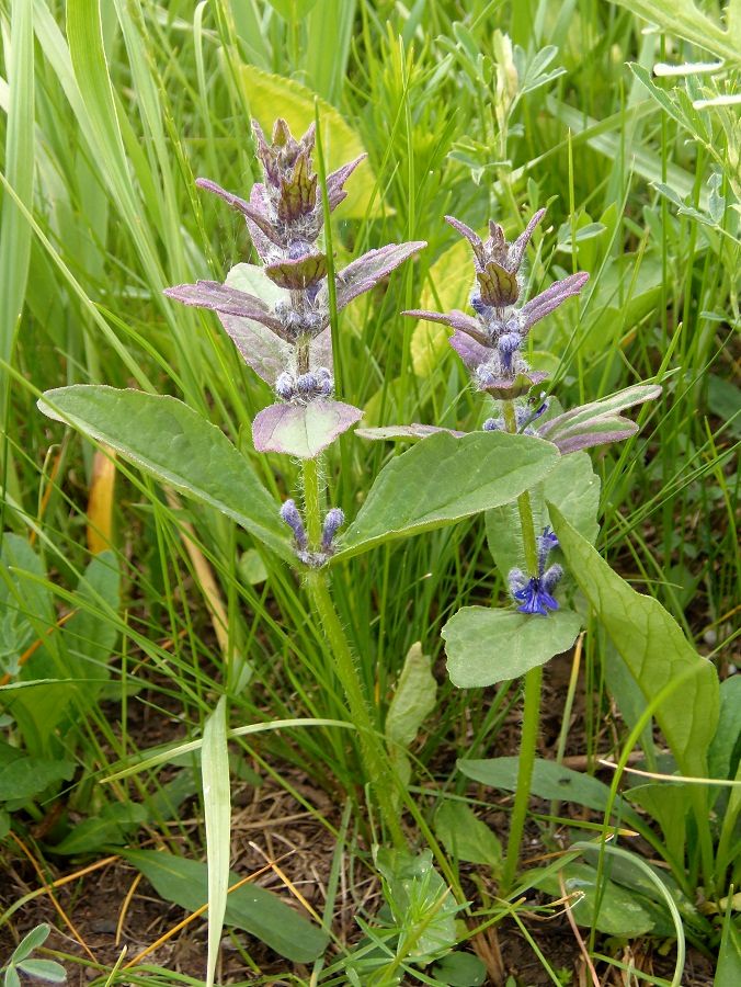 Изображение особи Ajuga genevensis.