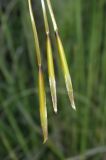 Stipa pulcherrima