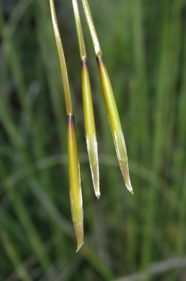 Image of Stipa pulcherrima specimen.