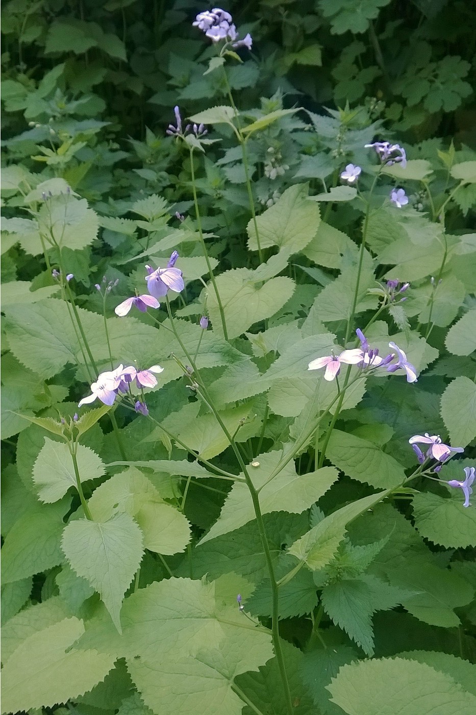 Изображение особи Lunaria rediviva.