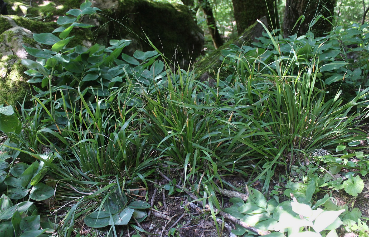 Изображение особи Achnatherum virescens.