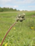 genus Pilosella. Верхушка побега с нераспустившимися соцветиями. Ярославская обл., Переславский р-н, с. Большая Брембола, луг у р. Ветлянка. 11.06.2017.