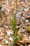 Papaver laevigatum