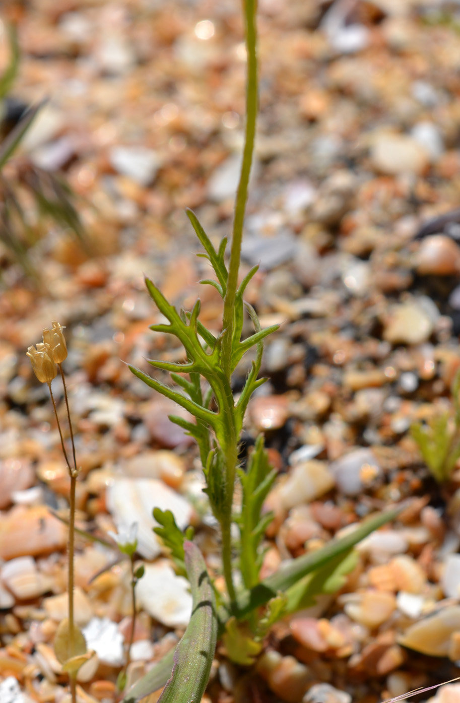 Image of Papaver laevigatum specimen.