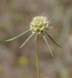 Lomelosia argentea