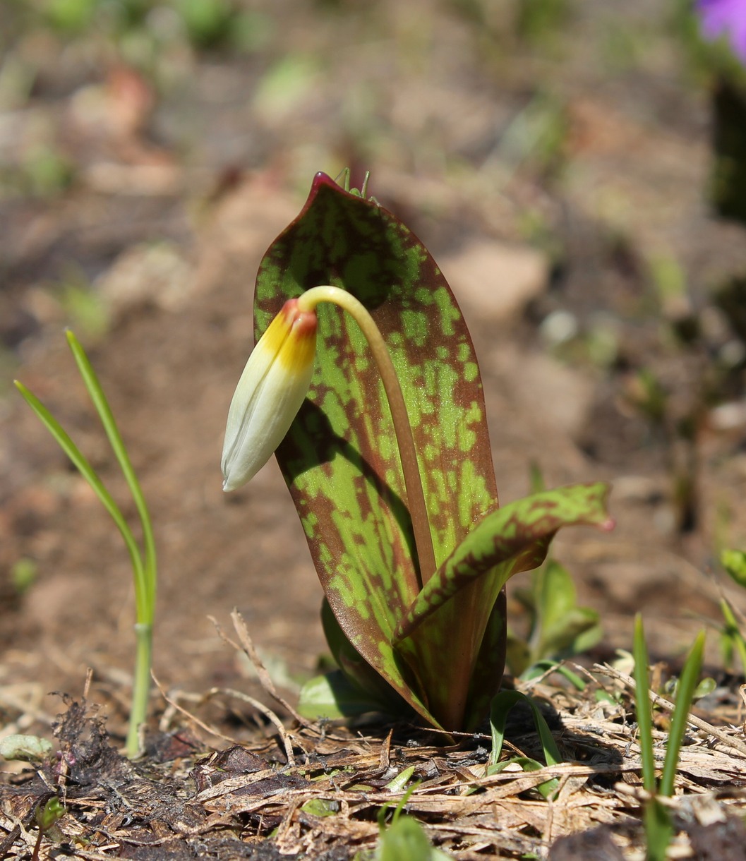 Image of Erythronium caucasicum specimen.