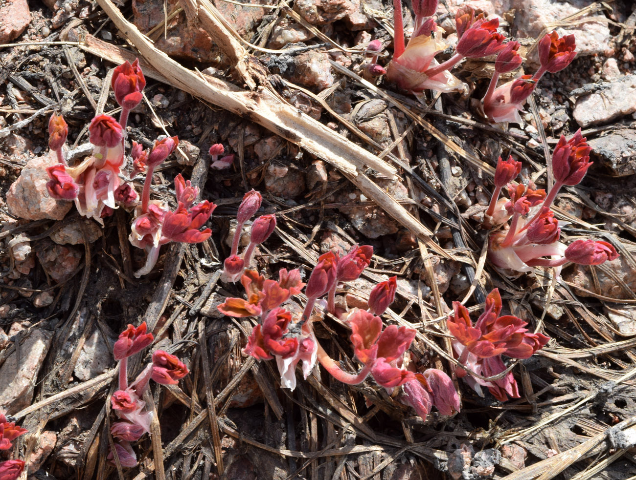 Изображение особи Geranium ferganense.