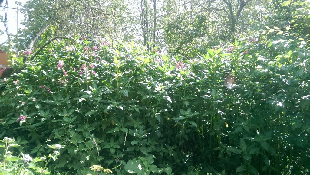 Image of Impatiens glandulifera specimen.