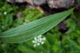 Lilium kesselringianum. Лист (нижняя сторона). Республика Адыгея, Майкопский р-н, Кавказский биосферный заповедник, восточное подножие горы Фишт, территория туристского приюта \"Фишт\", у скалы, выс. ок. 1590 м н.у.м. 15.07.2017.