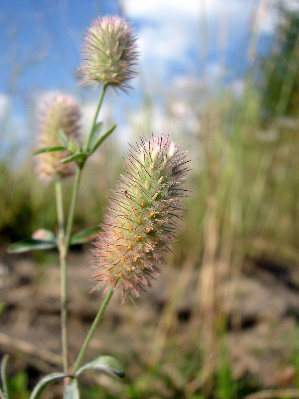 Image of Trifolium arvense specimen.