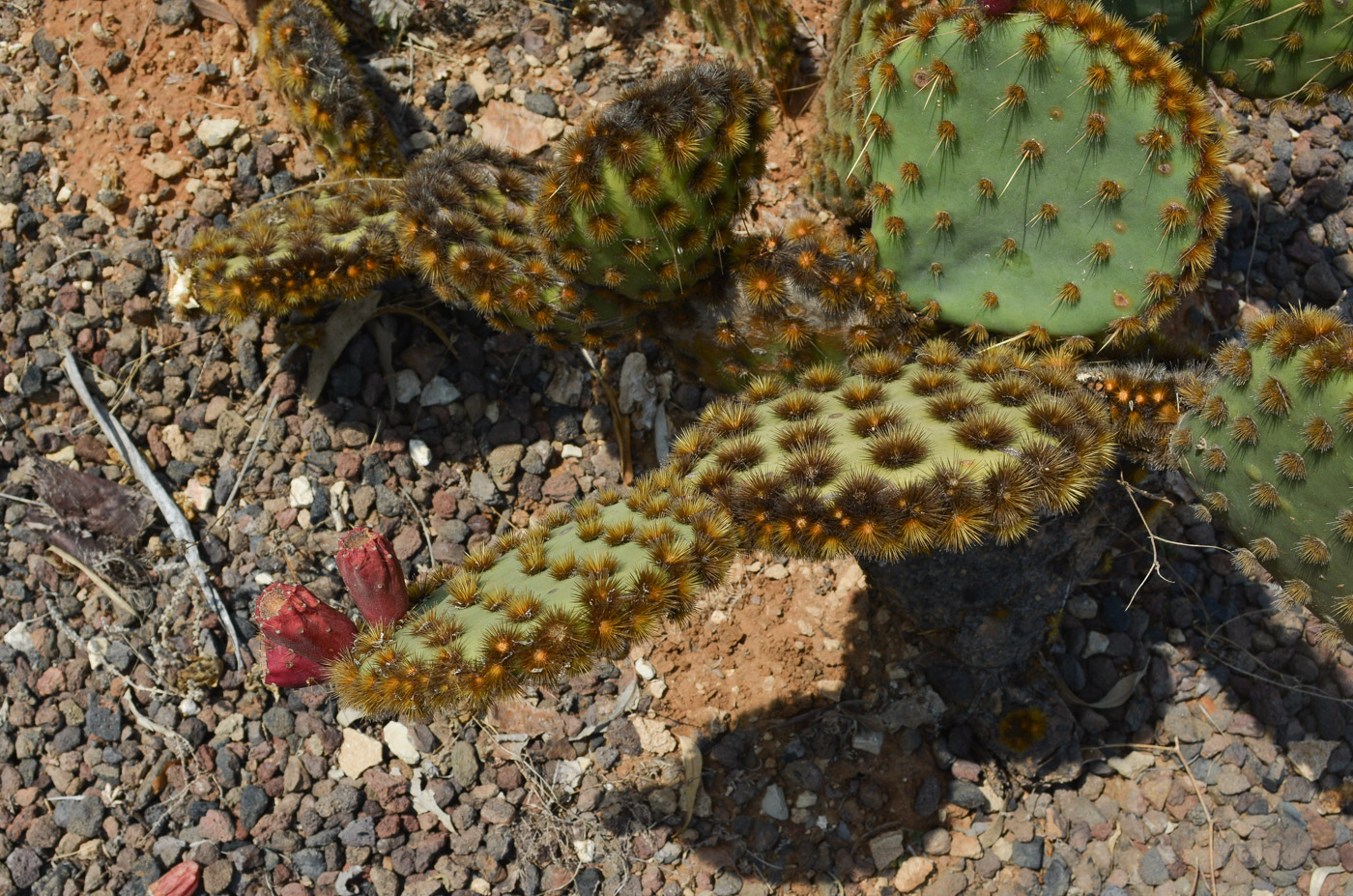 Изображение особи Opuntia aciculata.